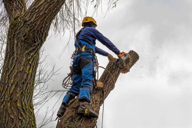 Professional  Tree Services in Sophia, WV